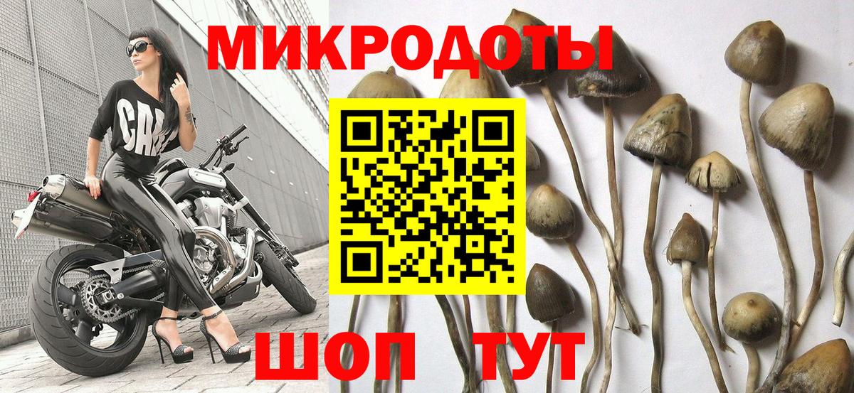 Псилоцибиновые грибы Psilocybine cubensis Холмск
